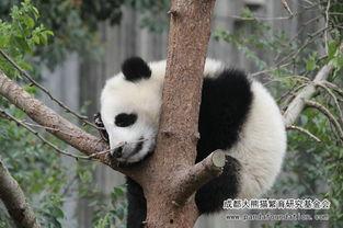 国产熊猫大胖子视频大全,视频大全带你领略滚滚魅力