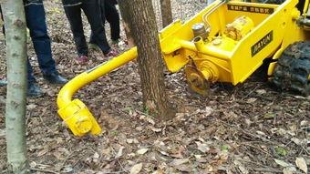 先进国产挖树视频