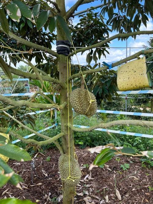 国产矮化榴莲测评视频